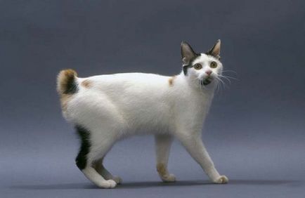 Caracteristicile pisica rase Bobtail