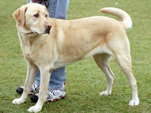 câine rasa Labrador Trăsătura