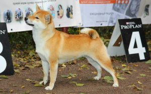 rasa japoneză de fotografii de câine cu titluri și descrieri, „da laba“