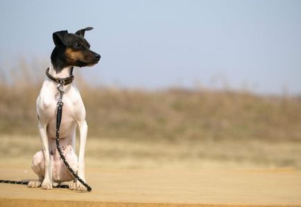 rasa japoneză de fotografii de câine cu titluri și descrieri, „da laba“