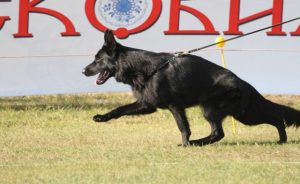 rasa japoneză de fotografii de câine cu titluri și descrieri, „da laba“