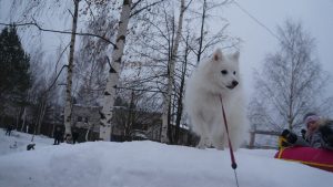 rasa japoneză de fotografii de câine cu titluri și descrieri, „da laba“