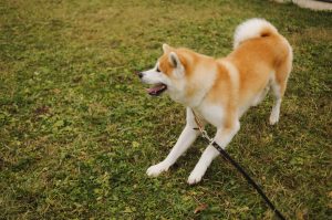 rasa japoneză de fotografii de câine cu titluri și descrieri, „da laba“