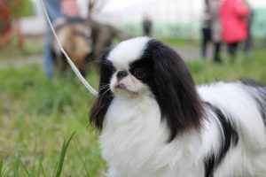 rasa japoneză de fotografii de câine cu titluri și descrieri, „da laba“