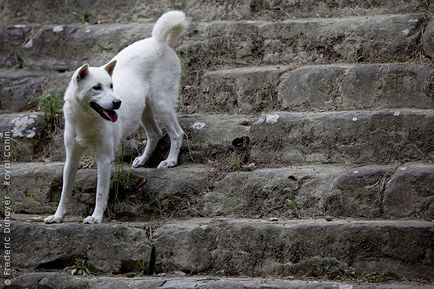 rase japoneze de câini - o reflectare