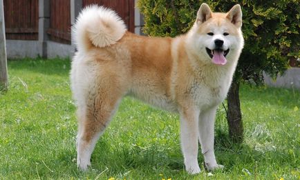 rase japoneze de câini cu imagini și numele reprezentanților cu o prezentare generală a tuturor descriere