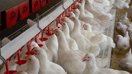 Producția de ouă de găini ouătoare, în timpul iernii, anul de vitamine și aditivi pentru hrana animalelor