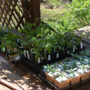 De ce si cum sa se intareasca răsadurile culturi termofile - grădină fără griji
