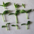 reproducerea Zamioculcas de frunze, ramuri, butași (foto)