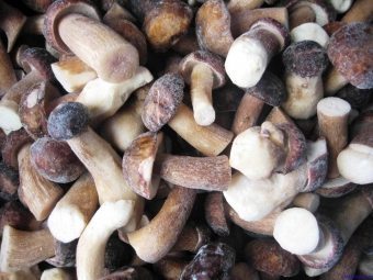 Freeze ciuperci pentru iarna - cele mai bune rețete