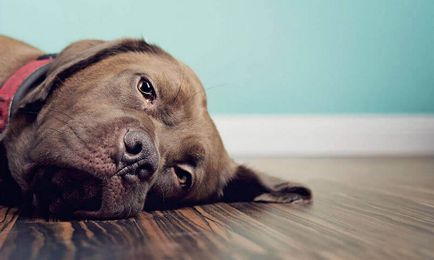 Constipatia la câini 🐶 ce să facă și cum să fie tratate la domiciliu