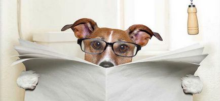 Constipatia la câini 🐶 ce să facă și cum să fie tratate la domiciliu