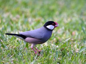 Zebra de întreținere Finch și de îngrijire la domiciliu, hrănire și regim de dieta sfaturi