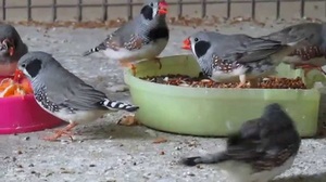 Zebra de întreținere Finch și de îngrijire la domiciliu, hrănire și regim de dieta sfaturi