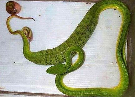 șerpi vivipare