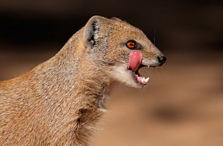 mongoose pentru animale de companie