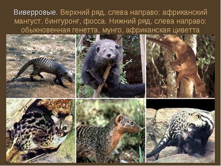 mongoose pentru animale de companie