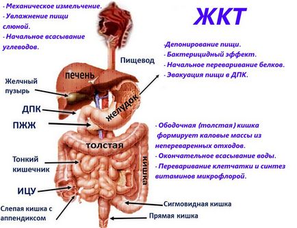 GI ce este tractul gastro-intestinal și bolile sale
