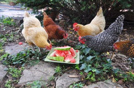 Iarna si vara dieta de hrănire a găinilor ouătoare la domiciliu cum să corect și cum să se hrănească, video