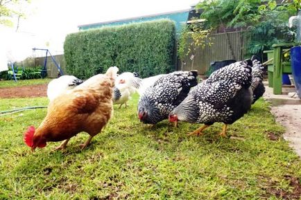 Iarna si vara dieta de hrănire a găinilor ouătoare la domiciliu cum să corect și cum să se hrănească, video