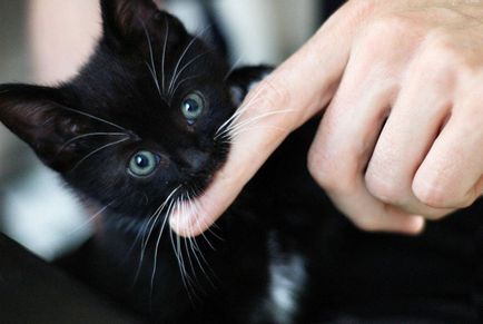 Zoopsychologists a dat seama de ce pisica musca pentru nici un motiv