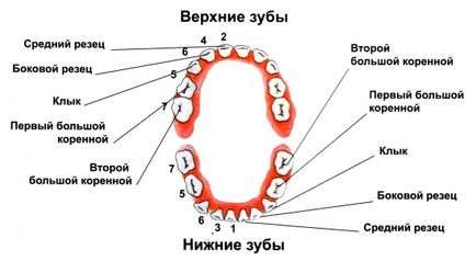 Dentiția - Enciclopedia stomatologie