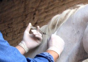 Totul despre cai și tratamentul lor