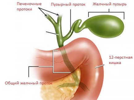 Din ceea ce trage partea dreapta