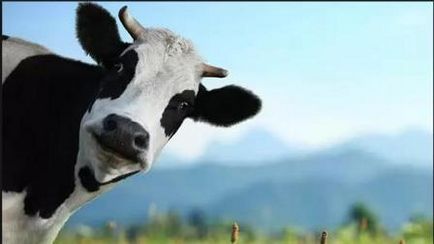 Cum să se hrănească o vacă