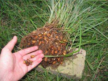 Chufa (migdal de pămînt) - proprietăți utile de nuc; plantare și îngrijire - „toate detaliile“
