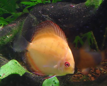 tratamentul discus