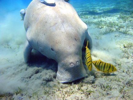 Care este Dugong