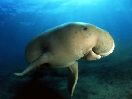 Care este Dugong