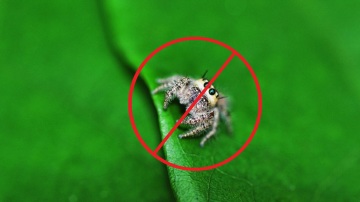 De ce se tem de păianjeni