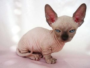 Sphynx rase de pisici