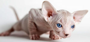 Sphynx rase de pisici