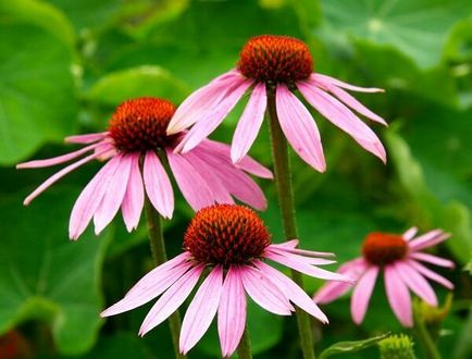 Echinacea este ceea ce este