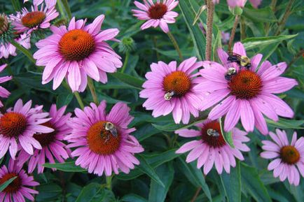 Echinacea este ceea ce este