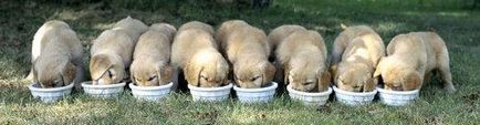 Cum să aibă grijă de un Labrador catelus