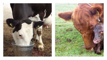 Cum să se hrănească o vacă