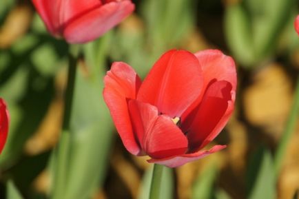 Cum de a fotografia de fundal a fost neclară