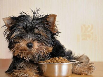 Ce puteți mânca Yorkshire Terrier