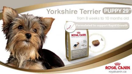 Ce puteți mânca Yorkshire Terrier