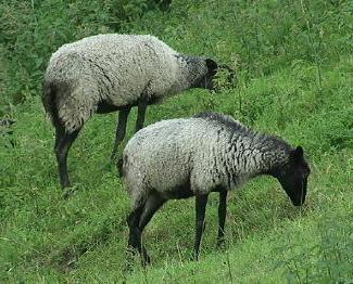 mare de ovine