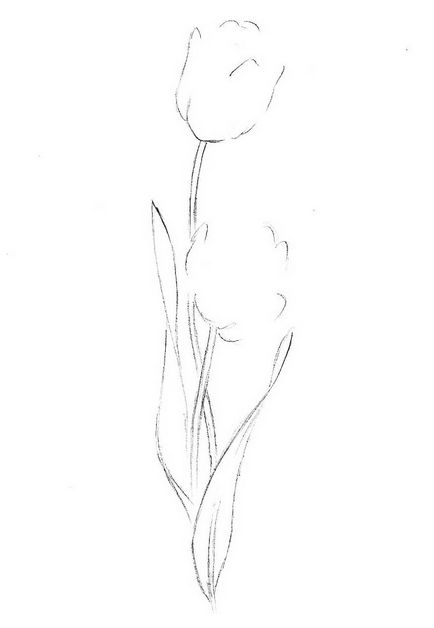 Cum de a desena o floare lalea