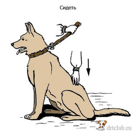 Cum de a preda comenzile câine