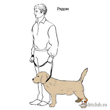 Cum de a preda comenzile câine