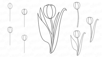 Cum de a desena o floare lalea