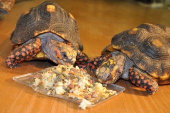 Ce pot mânca broască țestoasă