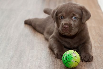 Cum să aibă grijă de un Labrador catelus